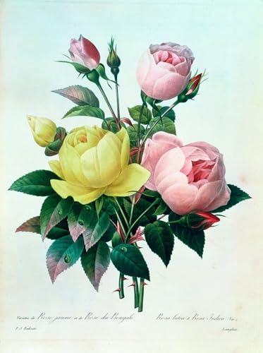 Prints toile peinture murale Rosa Lutea Redouté 60x90cm salon