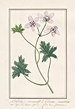  Erodie incarnat = Erodium incarnatum - Storchschnabel Geranie geranium cranesbill / Botanik botany / Blume flower / Pflanze plant