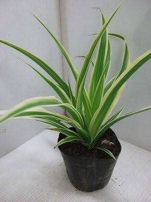 Amazon オリヅルラン 中斑 観葉植物 オンライン通販