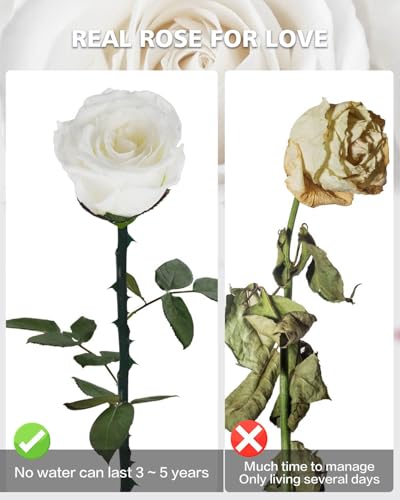YAMPP Forever Preserved Roses for Delivery Prime: White Flower Valentines Day Gifts for Her Mom Grandma - Thumbnail 3