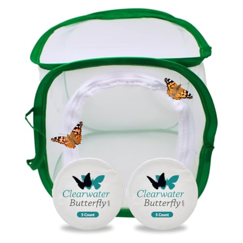 Clearwater Butterfly Live Painted Lady Butterflies - Butterfly Growing Kit