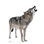 Howling Wolf