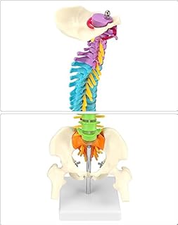 QWORK® Modello della colonna vertebrale con bacino e cosce, Modello anatomico colorato per insegnanti di medicina e medici - 45 cm
