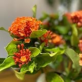 ixora balkon winterharte ixorasamen steingartenpflanzen gartenblumen...