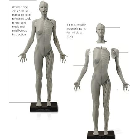 Amazon Co Jp アナトミー 人体模型 フィギュア 女性ver 2 A ホビー