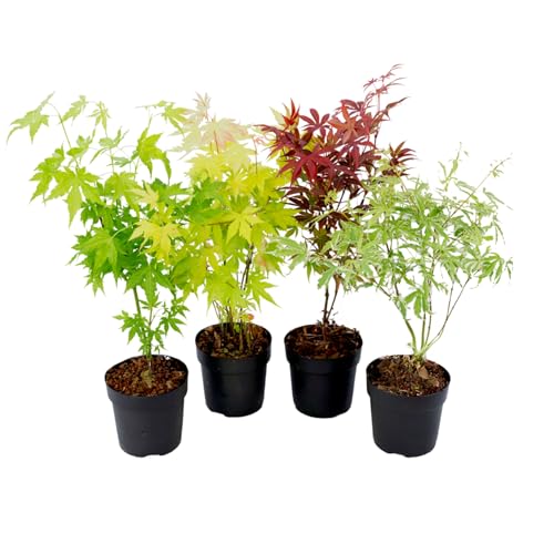 Plant in a Box - Acer palmatum - Japanischer Ahorn Baum Winterhart - 4er Set - Acer palmatum 'Atropurpureum', 'Going Green', 'Orange Dream', 'Butterfly' - Topf 10,5cm - Höhe 25-40cm