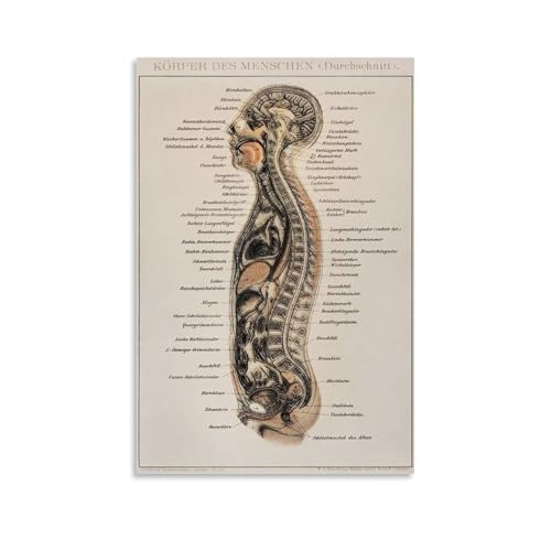 Impression sur toile moderne de qualité musée représentant une planche d'anatomie vintage