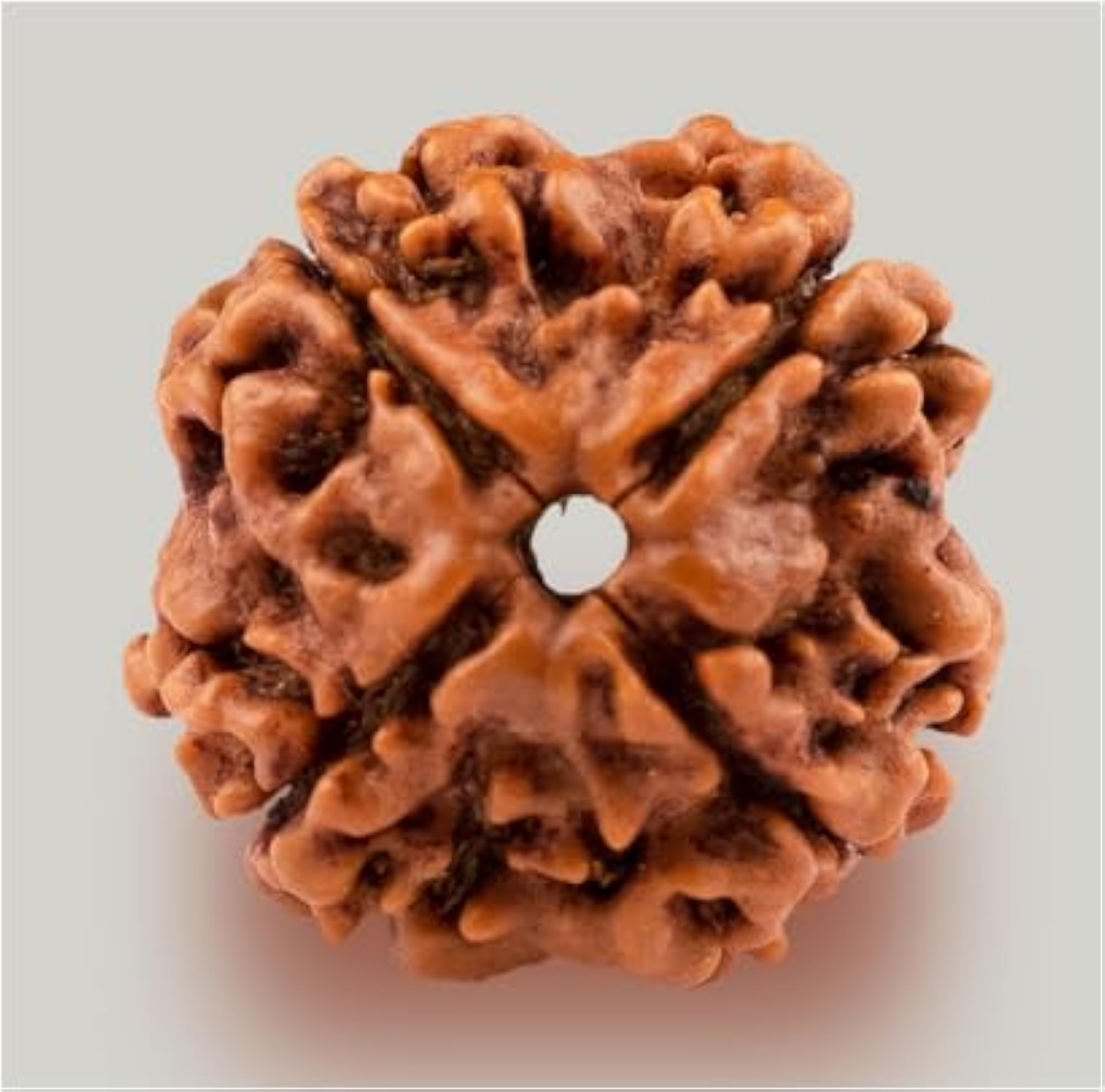 Natural Four Face Rudraksha from Nepal, IGL Certified