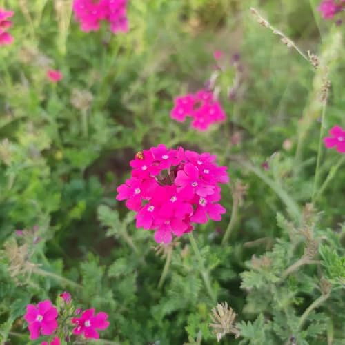 semi di vna hybrida resistenti aiuola, recisi, vna hortensis, copertura del terreno, perenne di balcone, 100pcs