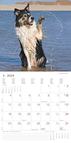 Funny Dogs 2024, Brochure Calendar 30 x 30 cm (30 x 60 cm Open), Calendar with Space for Notes, Dogs, Picture Calendar - Image 4