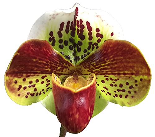 Orchid Insanity - Paphiopedilum Lady Slipper Orchid red Complex/Bulldog Hybrid, Easy and Hardy Slipper Orchid, NOT in Bud/Bloom When Shipped, Blooming Size