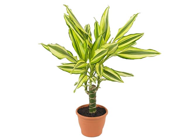 Tronco del Brasil Yellow Coast | DECOALIVE | Dracaena Fragrans | Planta de Interior Natural