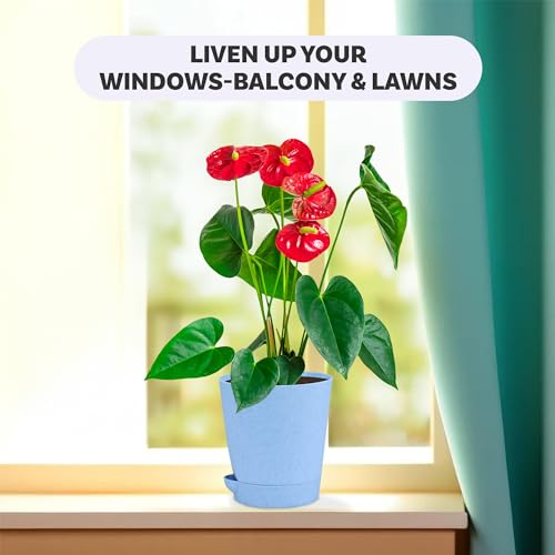 Image of Kuber Industries Pack of 6 Flower Pot | Flower Pot for Living Room-Office | Planters for Home-office-Lawns & Garden D�cor | Self Watering Flower Planters Pots | Marble Titan | 4 Inch | Blue & White