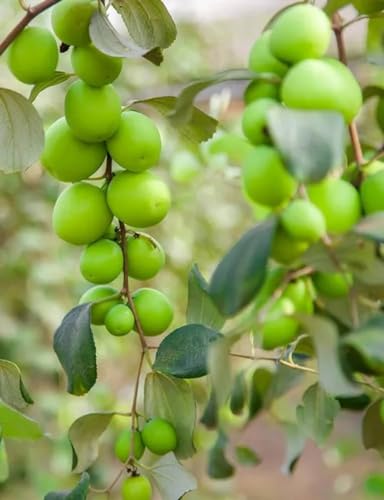 Image of Live Original Grafted Green Ber Apple Ber Tree (Next Year Get Fruits)