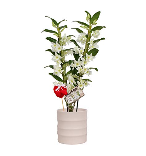 Orchid from Botanicly – Valentine's Day Gift! White Bamboo Orchid ® in Ceramics Pot 'Také ' with red Heart as a Set – Height: 55 cm, 2 Stems, White Flowers – Dendrobium nobile Apollon