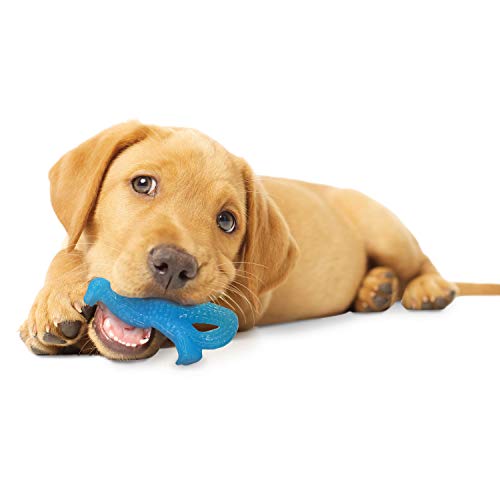 Nylabone Puppy Dental Dinosaur Chew Toy for Teething Puppies Chicken Flavor Small/Regular - Up to 25 lbs.