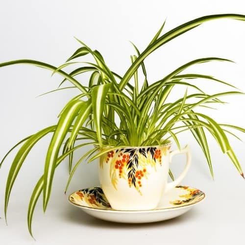 Air Purifier Spider Indoor Plant Seeds Eco Pack. 20 Seeds (B09KPZRGKN) Amazon Price History, Amazon Price Tracker