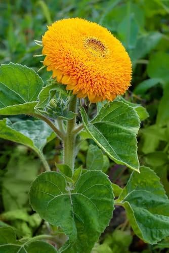 Image of Sungold Flower Seeds - Easy-to-Grow Golden Blooms for Gardens, Containers & Pollinator-Friendly (Pack Of 50+ Seed)