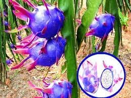 See full amazon price history chart for TAJ GARDEN Dragon Fruit Tree Plant All Time Blue Dragon - Unique and Flavorful Variety TAJ GARDEN Dragon Fruit Tree Plant All Time Blue Dragon - Unique and Flavorful Variety (B0C5RR431R) Amazon Price History, Amazon Price Tracker
