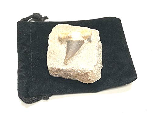 Image of Shark Tooth in Stone Fossil Prehistoric Specimen