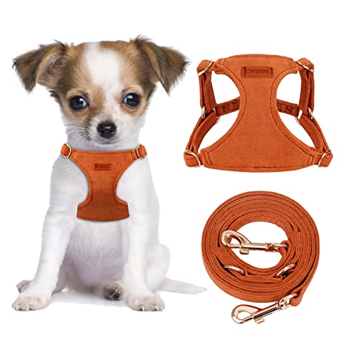 10 Best Harnesses for Your Miniature Pinscher in 2021 Expert Reviews