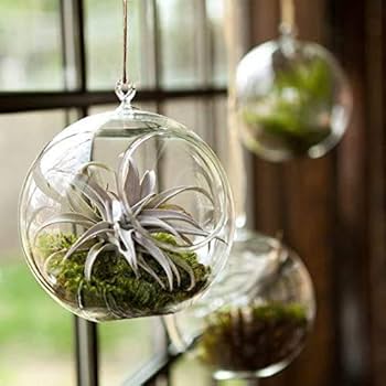 専用感謝sale＊パンパスツリーのジャンボドライボトル＆コットンのブリキアレンジ 71T12rmE1RL._UF350,350_QL50_.jpg