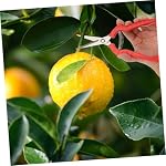 2Pcs Pruning Shears, Sharp Gardening Scissors with Branch Cutter for Trimming, Fruit Picking, and Plant Care in Garden, Orchards, Yard