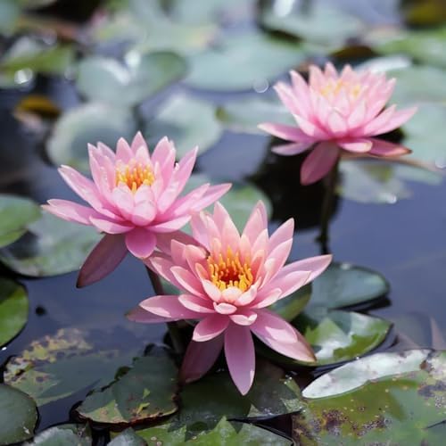 Coni Fertilizzanti Per Ninfea - 10 Pezzi Da 50 G Per Stagno - Foto 4