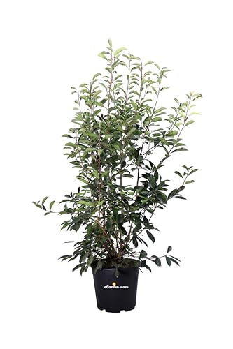 Pianta di Photinia Fraseri Red Robin Pianta di Fotinia pianta da esterno pianta da giardino pianta ornamentale di Photinia pianta da siepe pianta vera venduta da eGarden.store (Vaso 40 cm)