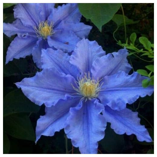50 Blue Clematis Seeds Bloom Climbing Perennial Flowers Seed Flower Vine Climbing Perennial