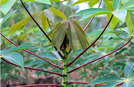 Amys Tapioca Stem Cuttings for Planting & Growing, 6 Inch Length - 5 Stems (B0BB9JR4L9) Amazon Price History, Amazon Price Tracker