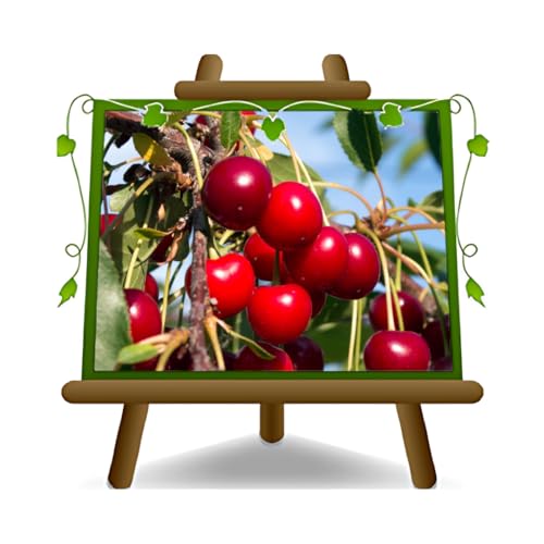 EURO PLANTS VIVAI Cerisier doux Bigarreau Moreau plante fruitière sur un pot de 26 cm hauteur maximale 180 cm – Âge 4 ans