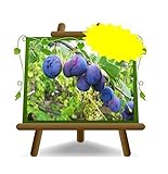 Stanley-Pflaumen -Obstpflanze alte Frucht auf Blumentopf 26 - Baum max 170 cm – 2 Jahre Anbau Italien