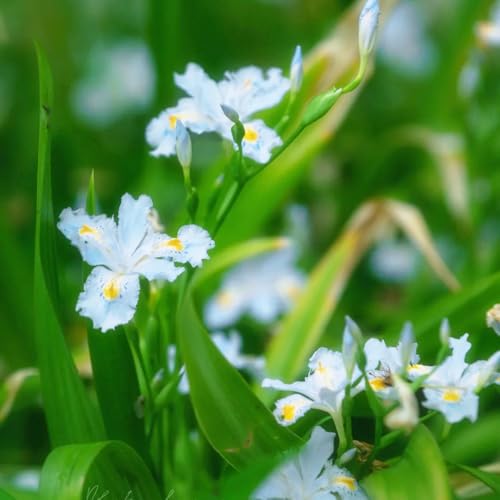 Bulbi di iris perenni resistenti - giardino decorazione 2pcs