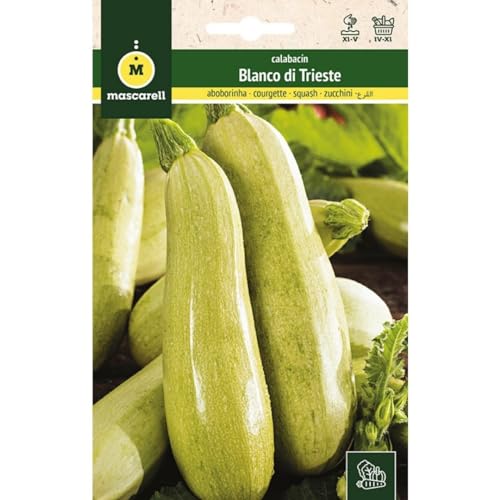 Mascarell Semillas, CALABACÍN, Semillas Huerto, CALABACÍN BLANCO DI TRIESTE, Crea tu Propio Huerto Urbano y Cultivo en Casa, Plantas Hortícolas, 8 Gramos