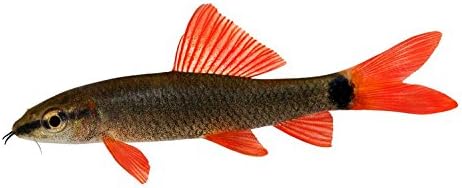 Live Freshwater Aquarium Fish - (2) 2-Pack 2.5-3" Rainbow Shark - 2-Pack of 2.5-3" Red Rainbow Shark Live Tropical Fish - Great for Aquariums - Populate Your Fish Tank!