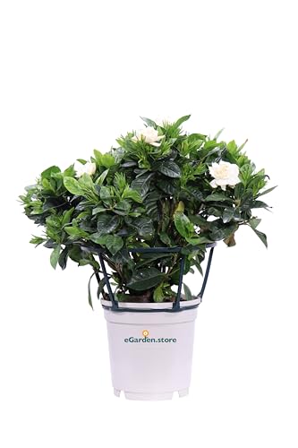 Pianta di Gardenia Jasminoides diverse grandezze pianta fiorita bianca da arredo interno pianta vera ornamentale venduta da eGarden.store