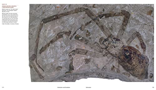 Extinction And Evolution: What Fossils Reveal About The History Of Life #TOP1