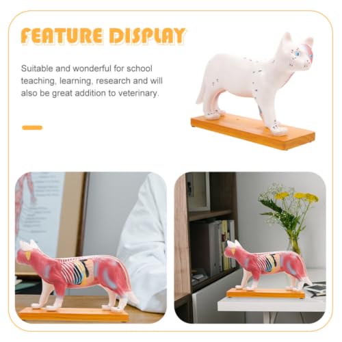 Modèle chat enseignement PVC anatomique et acupuncture ibasenice