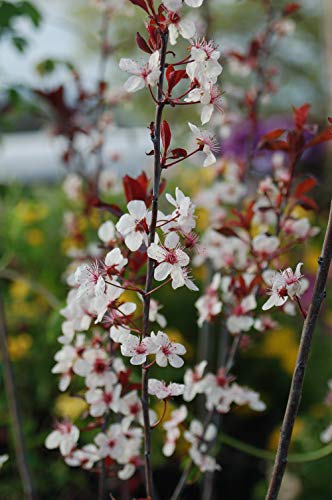 Prunus Cistena (Purpleleaf Sandcherry) Shrub, #3 - Size Container #TOP4