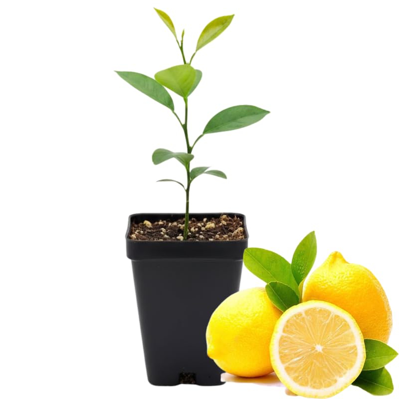 Meyer Lemon Tree Live Starter Plant, 2-4' Tall in 4' Pot, Fragrant Yellow Citrus for Indoor or Outdoor Planting