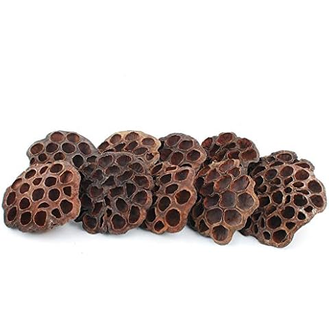 NWFashion 10PCS/Package Mini Natural Artificial Dried Brwon Lotus Pods Without Seed and Stems(12-14CM) Cover