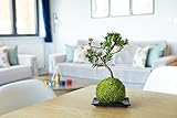 Tranquil Plants Home Decor Bonsai Tree Indoor Plant |Broom-Style Kokedama House Plant with Fertilized Green Moss Ball, Bonsai Tree | Exquisite Indoor Bonsai Plant Gift-10 Years (Plant & Tray) - Image 6
