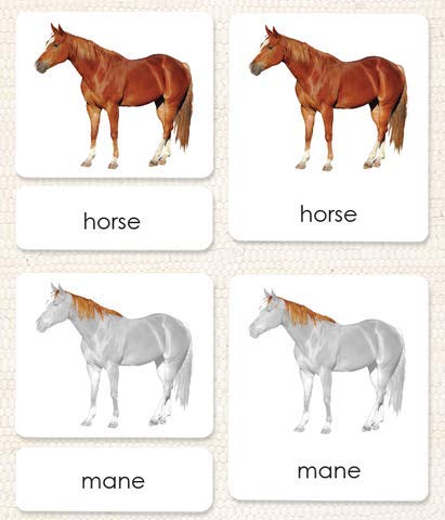 "Parts of" the Horse 3-Part Photo Cards - Image 2