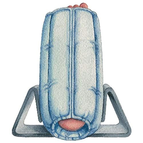 Image of Skil-Care Bilateral Anti-Rotation Gripper, Medium /Large, Comfortable Foam with Slip-Resistant Design, Prevents Foot Rotation, 503038