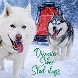 Discover Siber Sled Dogs: Siber Sled Dogs
