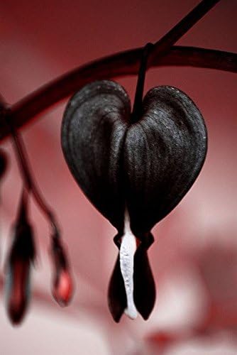 Dicentra Spectabilis Seeds Jettus Black Hardy Shade Perennial10 Seeds