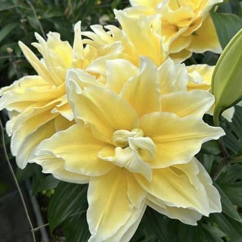 Plants Palace 3pcs Yellow Lily Bulbs – Easy-to-Plant Perennial Flower Bulbs for Garden, Borders, and Pots – Vibrant Summer Blooms, Fragrant and Hardy (3pcs)