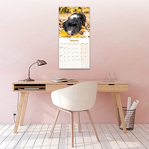Tibetan Terrier Calendar 2024 - Image 4