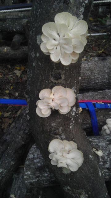Oyster Mushroom Growing Log, 12 Inch, Pre-Inoculated Hardwood, Organic Outdoor Kit
